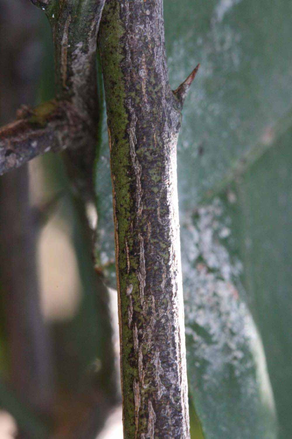              Second - third year twig (Riverside, CA)       